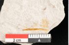 Foto (Detailansicht) von Casuarina cookii Ettingshausen (NHMW-GEO-2024-0188-10357)